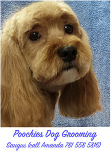 Poochies Pet Grooming